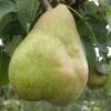 Comice European Pear 2 Comice European Pear -Zone Trees Store b080 comice 1