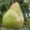 European Winter Pear Bundle No. 1 -Zone Trees Store b080 comice 1 1200x1375 b6523b5f cb29 4568 b323 ba39c75911ff