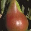 Pound European Pear -Zone Trees Store b187 pound european pear 31 1