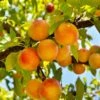 Baby Crawford Peach -Zone Trees Store baby crawford peach 1