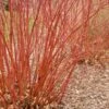 Baileyi Red Twig Dogwood 2 Baileyi Red Twig Dogwood -Zone Trees Store bailey red twig dogwood bare branches 600x600 1