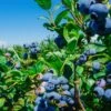 Big Blueberry Bundle No.1 -Zone Trees Store bbbs3