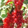 Rovada Red Currant -Zone Trees Store best rovada red currant 1