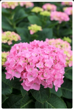 Let's Dance® Blue Jangles® Reblooming Hydrangea 8 Let's Dance® Blue Jangles® Reblooming Hydrangea -Zone Trees Store bjangle2
