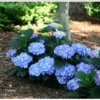 Let's Dance® Blue Jangles® Reblooming Hydrangea -Zone Trees Store bjangle4