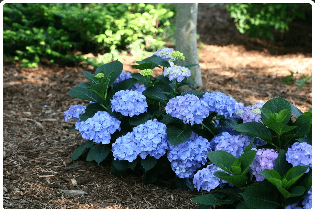 Let's Dance® Blue Jangles® Reblooming Hydrangea 3 Let's Dance® Blue Jangles® Reblooming Hydrangea