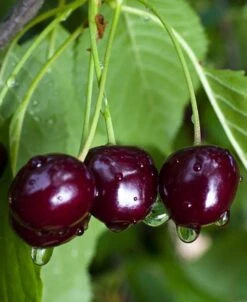 Black Gold Cherry