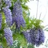 Alpha Blue Moon Wisteria 2 Alpha Blue Moon Wisteria -Zone Trees Store bluemoon