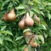 Bosc European Pear 1 Bosc European Pear -Zone Trees Store bosc pear 1