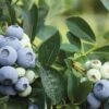 Alpha Blue Ribbon Blueberry -Zone Trees Store br