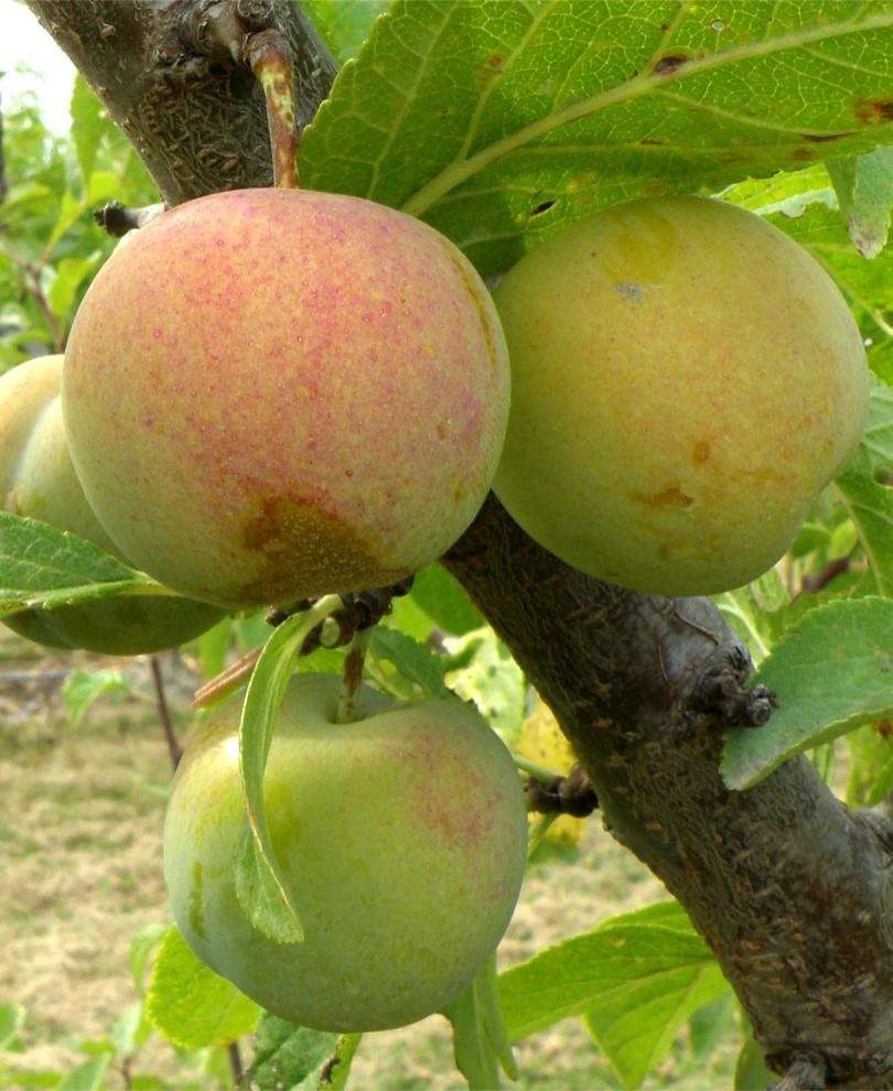 Cambridge Gage European Plum 3 Cambridge Gage European Plum