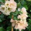 Cameo Flowering Quince -Zone Trees Store cameo 1