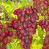 Canadice Seedless Grape -Zone Trees Store canadice grape 1
