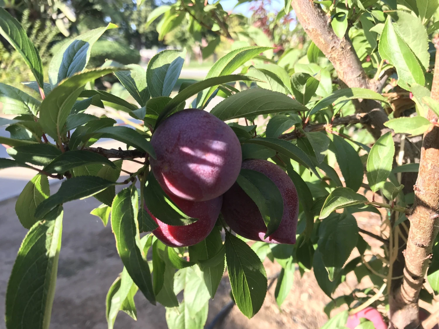 Candy Heart Pluerry 3 Candy Heart Pluerry