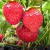 Chandler Strawberry Bundle (2 Packs) 2 Chandler Strawberry Bundle (2 Packs) -Zone Trees Store chandler