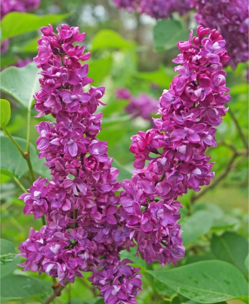 Charles Joly Lilac 3 Charles Joly Lilac