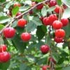Balaton™ Cherry -Zone Trees Store cherries joylandis