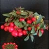 Cherry Berries ™ Wintergreen -Zone Trees Store cherryb w logo