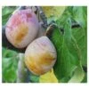 Coe's Golden Drop European Plum -Zone Trees Store coes g drop