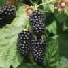 Columbia Star Thornless Blackberry 2 Columbia Star Thornless Blackberry -Zone Trees Store columbia star 1