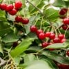 Combination Dwarf Cherry Tree (4 Varieties) -Zone Trees Store combination cherry 1
