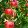 Combo Heritage Apple (4 Varieties) -Zone Trees Store combo apple 1