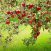 Combo Disease-Resistant Apple (4 Varieties) -Zone Trees Store combo disease resistant apple 1