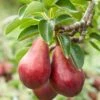 Combo European Pear Tree (3 Varieties) -Zone Trees Store combo european pear 1
