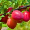 Combo Asian Plum (4 Varieties) -Zone Trees Store combo asian plum