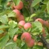 WSU Puget Spice Crabapple -Zone Trees Store crabapple a725s puget spice 1