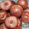 Combo Pluot Tree (4 Varieties) -Zone Trees Store dappledandy