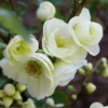 Double Take Eternal White™ Flowering Quince -Zone Trees Store dtew