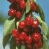 Vandalay Cherry -Zone Trees Store early burlat cherry 450x d5e01485 b31c 4738 a2e1 f8bc4a4db9b4