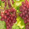 Einset Seedless Grape (Non Certified) -Zone Trees Store einset grape 1 648327ec 2c41 4396 a0ec 946aecfe0cb9