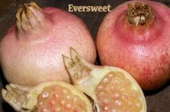 Eversweet Pomegranate