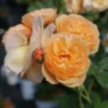 FLAVORETTE™ Honey-Apricot Rose -Zone Trees Store falvapri2