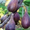Nordland Fig -Zone Trees Store figs d353 nordland 1 1