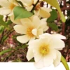 Michelia Doltsopa "Fairy Cream" -Zone Trees Store fmcream
