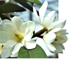 Michelia Doltsopa "Fairy White" -Zone Trees Store fmwhite