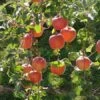 Fuji Apple -Zone Trees Store fuji