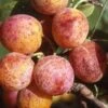 Combo Mirabelle Plum (3 Varieties) -Zone Trees Store geneva mirabelle 0175b19c 649b 4b08 8005 011ca606f415 1