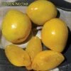 Golden Nectar Asian Plum -Zone Trees Store golden nectar