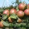 Combination Cider Apple Tree (3 Varieties) -Zone Trees Store granniwinkle 1