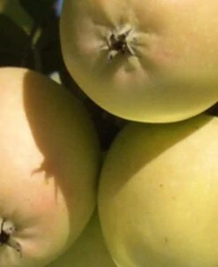 Harrison Cider Apple -Zone Trees Store harrison