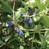 Blue Mist™ Honeyberry -Zone Trees Store honeyberries2