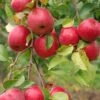 Easy-Grow Orchard Honeycrisp Apple Bundle (3 Trees) -Zone Trees Store honeycrisp 517a3490 75fd 4bf8 b854 5bab00bd307c