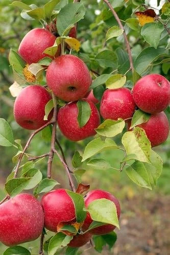 Easy-Grow Orchard Honeycrisp Apple Bundle (3 Trees) 3 Easy-Grow Orchard Honeycrisp Apple Bundle (3 Trees)