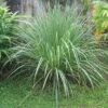 Lemon Grass -Zone Trees Store httpraintreenursery netplemon grass1 1