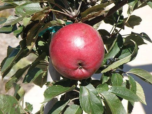 Arkansas Black Apple 3 Arkansas Black Apple