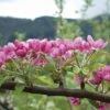 Pink Pearl Apple -Zone Trees Store httpraintreenursery.netpa575spinkpearlblossoms